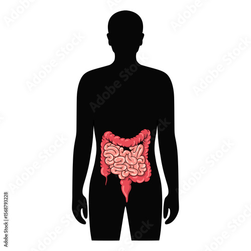 intestines organ in human body. Illustration intestines in male body. Vector design for medical poster, donor, icon and education