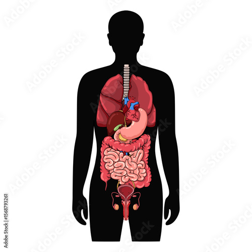 Human body anatomy internal organs and parts diagram. lungs, intestines, stomach, pancreas, heart, liver, kidney, bladder, testicles, penis. vector illustration isolated on white background