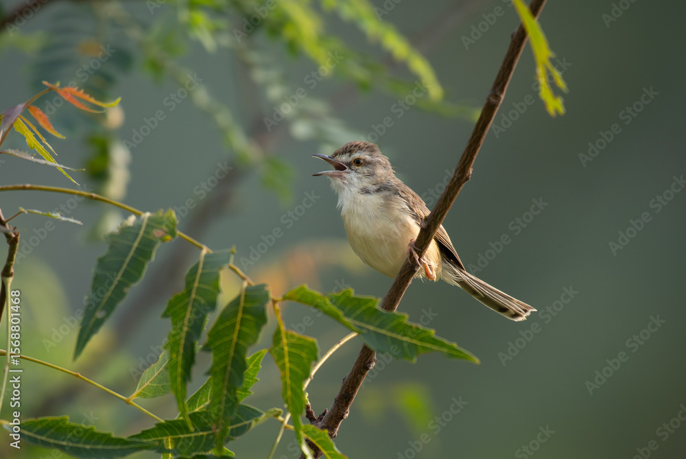 Naklejka premium Close up of a vibrant Rufous fronted prinia bird perched on a delicate tree branch against a lush green blurred background with open mouth.