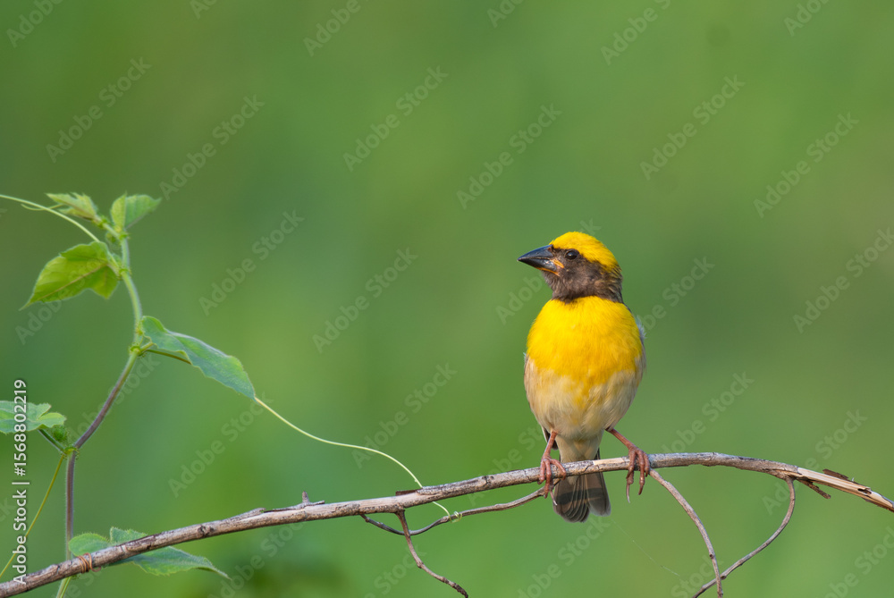 Fototapeta premium Close up of a vibrant yellow and brown Baya weaver bird perched on a delicate tree branch against a lush green blurred background.