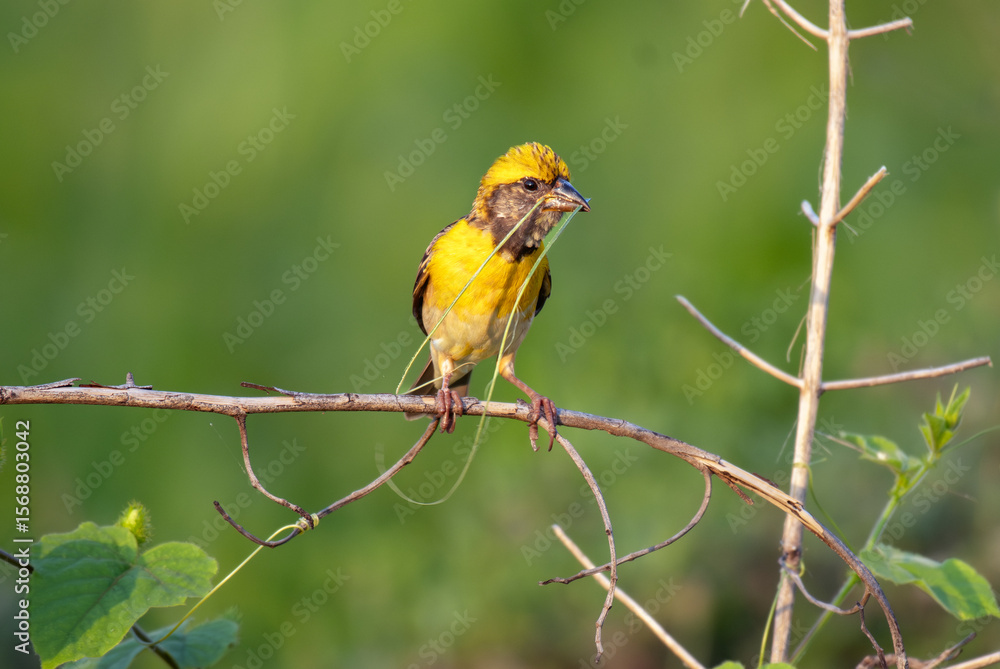 Fototapeta premium Close up of a baya weaver perched on a slender stem, holding long green grass stands in its beak for nest building. Captured against a soft green background.