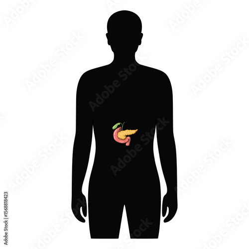 Pancreas organ in human body. Illustration pancreas in male body. Vector design for medical poster, donor, icon and education