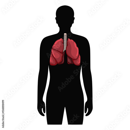 Lungs organ in human body. Illustration lungs in male body. Vector design for medical poster, donor, icon and education