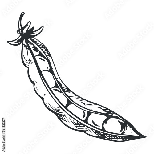 Vector sketch of an open green pea pod. Bean pod, seeds visible. Imitation of engraving technique. The drawing is hand-drawn with black ink on a white background.