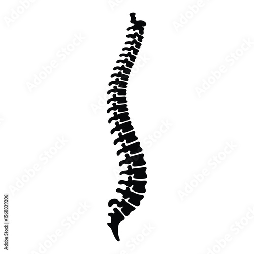 Human Spine Silhouette Illustration on White Background for Medical Purposes