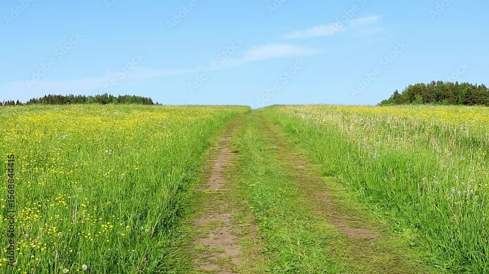 Countryside panorama of a sunny meadow in full bloom and scenic path leading into the distance. Vivid colors and plant diversity reflect vibrant rural life. Stems close up swinging in the air. Countryside panorama of a sunny meadow in full bloom and scenic path leading into the distance. Vivid colors and plant diversity reflect vibrant rural life. Stems close up swinging in the air.