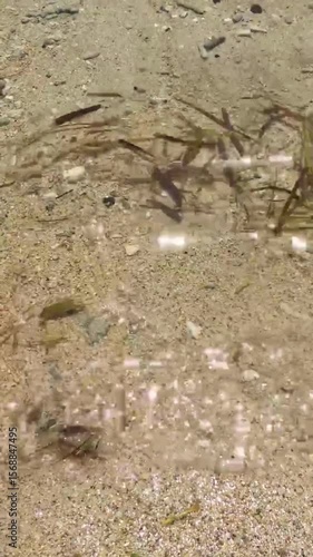 Wallpaper Mural Shallow water with sand, seagrass, and reflections creating a shimmering effect. Torontodigital.ca