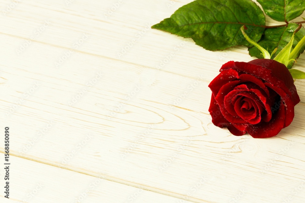 Fototapeta premium Red rose on wood with copy space