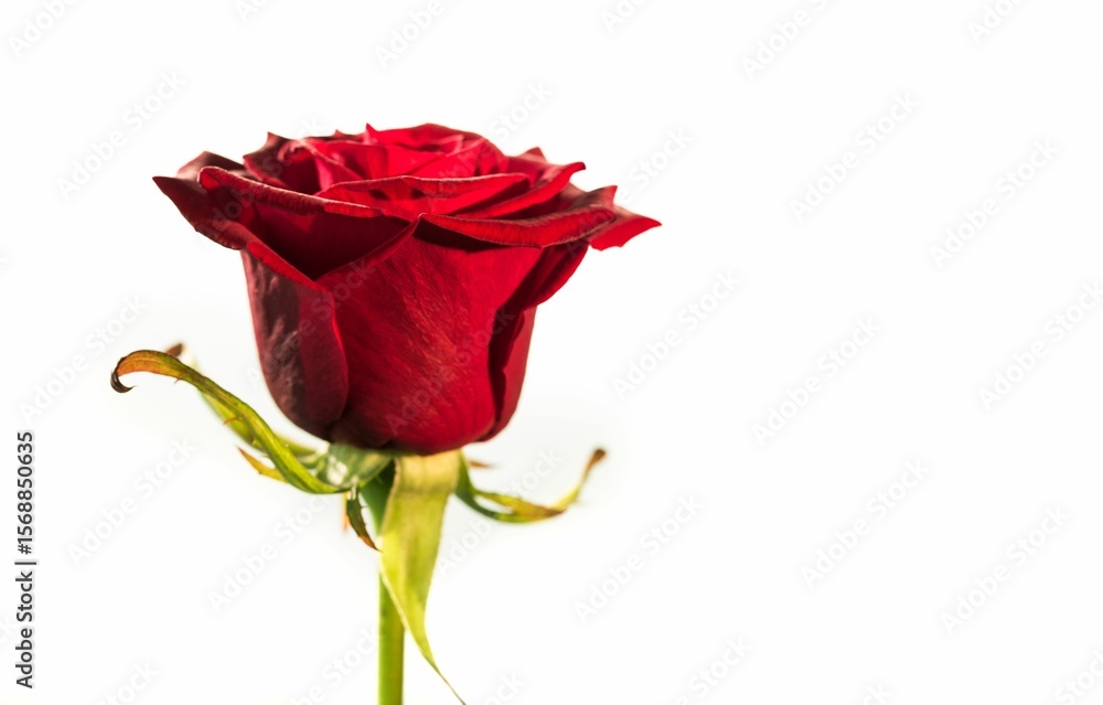 Fototapeta premium Flat design showing red rose on white backdrop, revealing petals sepals stem and thorns, copy space