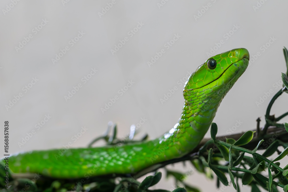 Fototapeta premium Close up of African Eastern Green Mamba