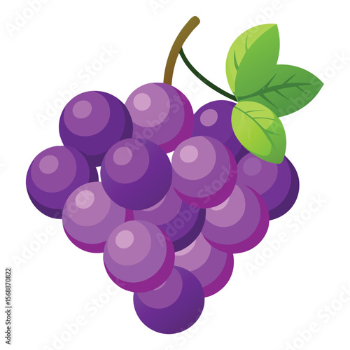 A bunch of plump purple grapes still on the vine, a symbol of healthy food, a sweet fruit, and autumn.