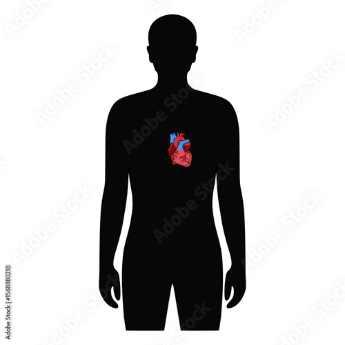 Heart organ in human body. Illustration heart in male body. Vector design for medical poster, donor, icon and education