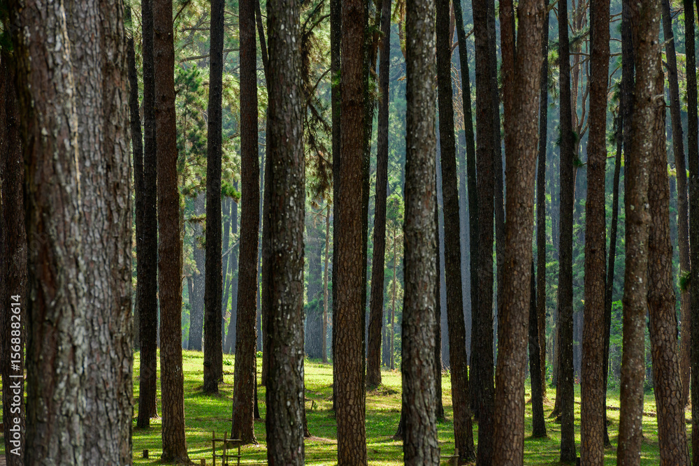 a forest of pine trees a forest of pine trees