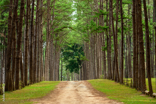 a forest of pine trees