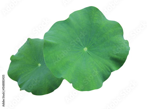 Close up green leaf of lotus or water lily tree isolated on transparent background. Top view of green leaves bush
