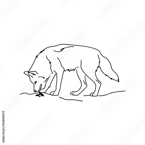 Line art wolf sniffing ground on white background animal