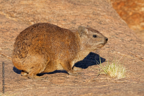 A rock hyrax (Procavia capensis) basking on a rock, South Africa