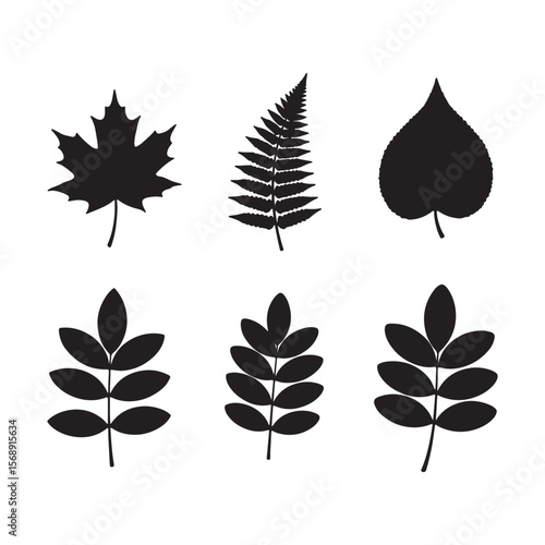 Six Black Silhouettes of Various Leaves Maple Fern Poplar and Three Compound Leaves on White Background Botanical Illustration Set