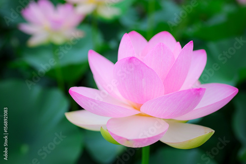 Wallpaper Mural 夏の朝に咲くピンクの蓮 Torontodigital.ca