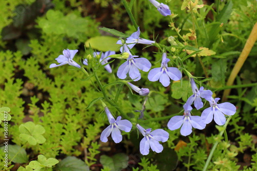 庭に植えた青いロベリア