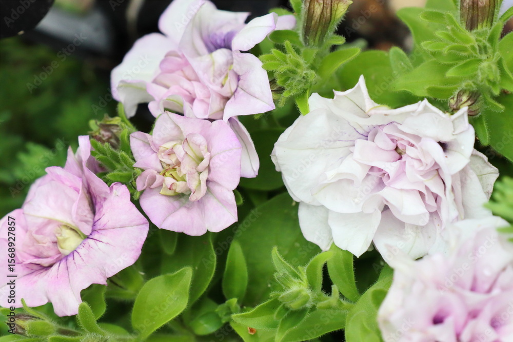 Fototapeta premium 薄いピンク色の八重咲きのペチュニア