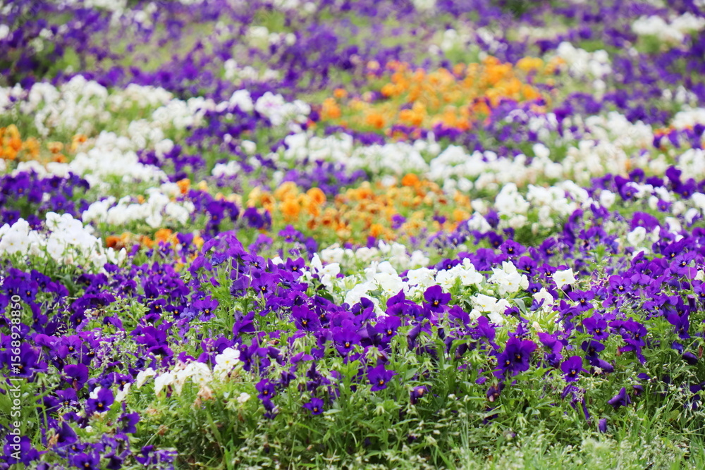 Obraz premium 青紫と白のビオラの花畑