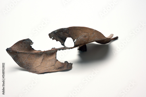 空間に置いた落ち葉09