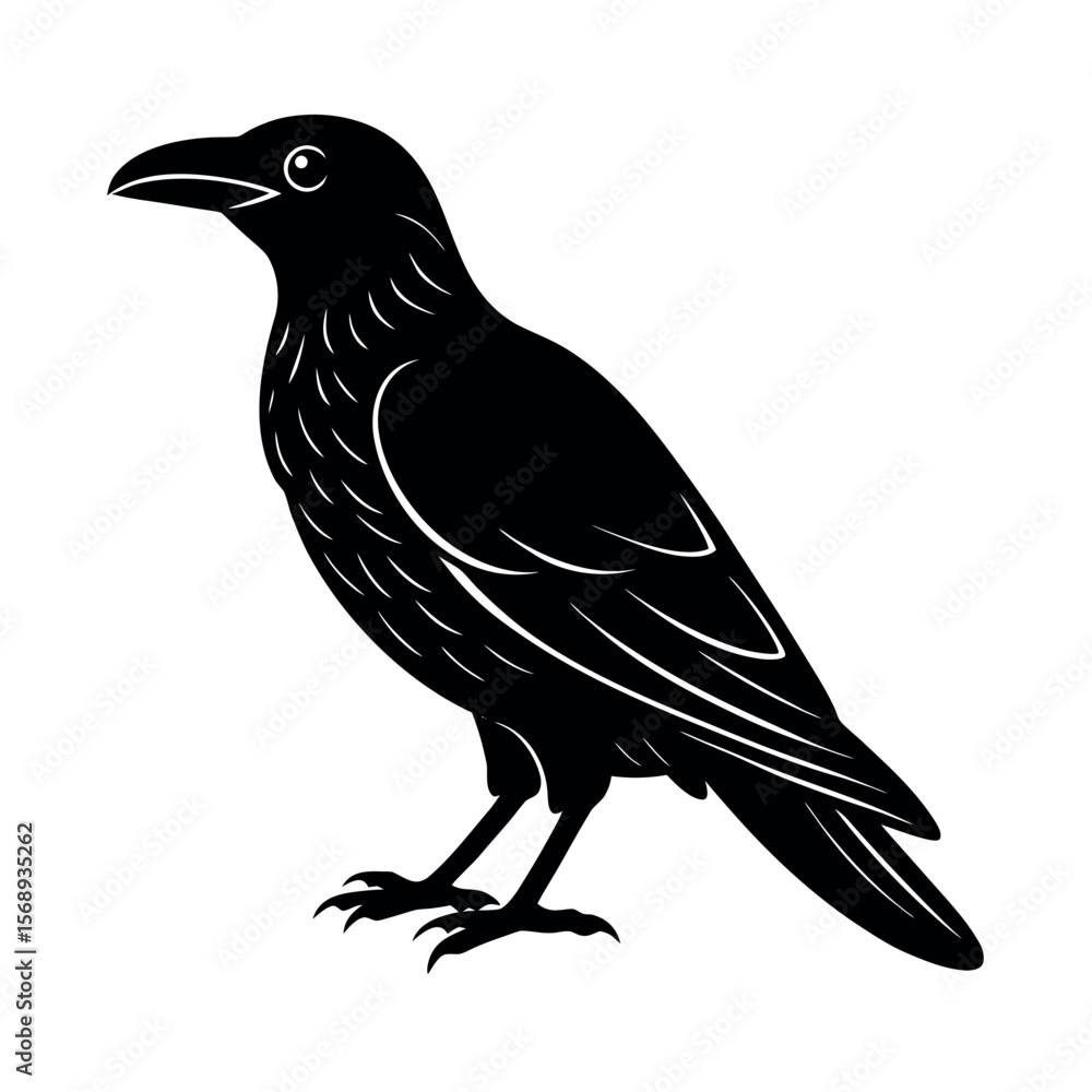 Obraz premium white necked raven