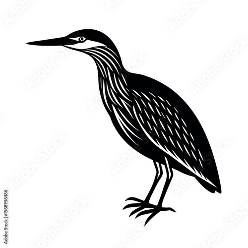 yellow bittern 