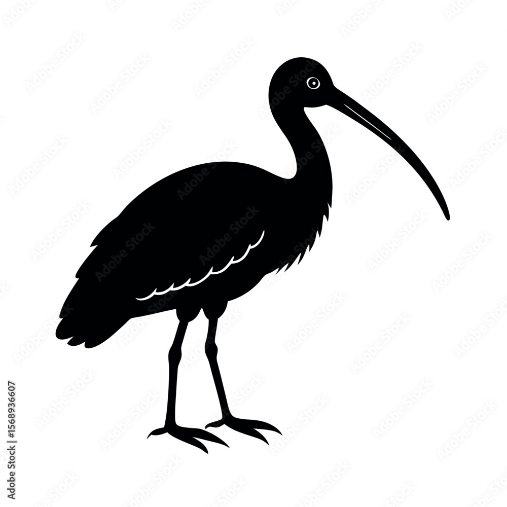 Fototapeta premium african spoonbill