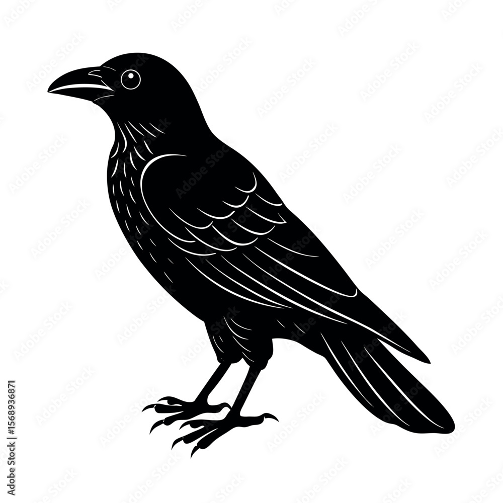Fototapeta premium american crow
