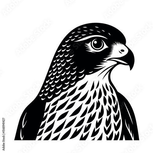 cooper s hawk