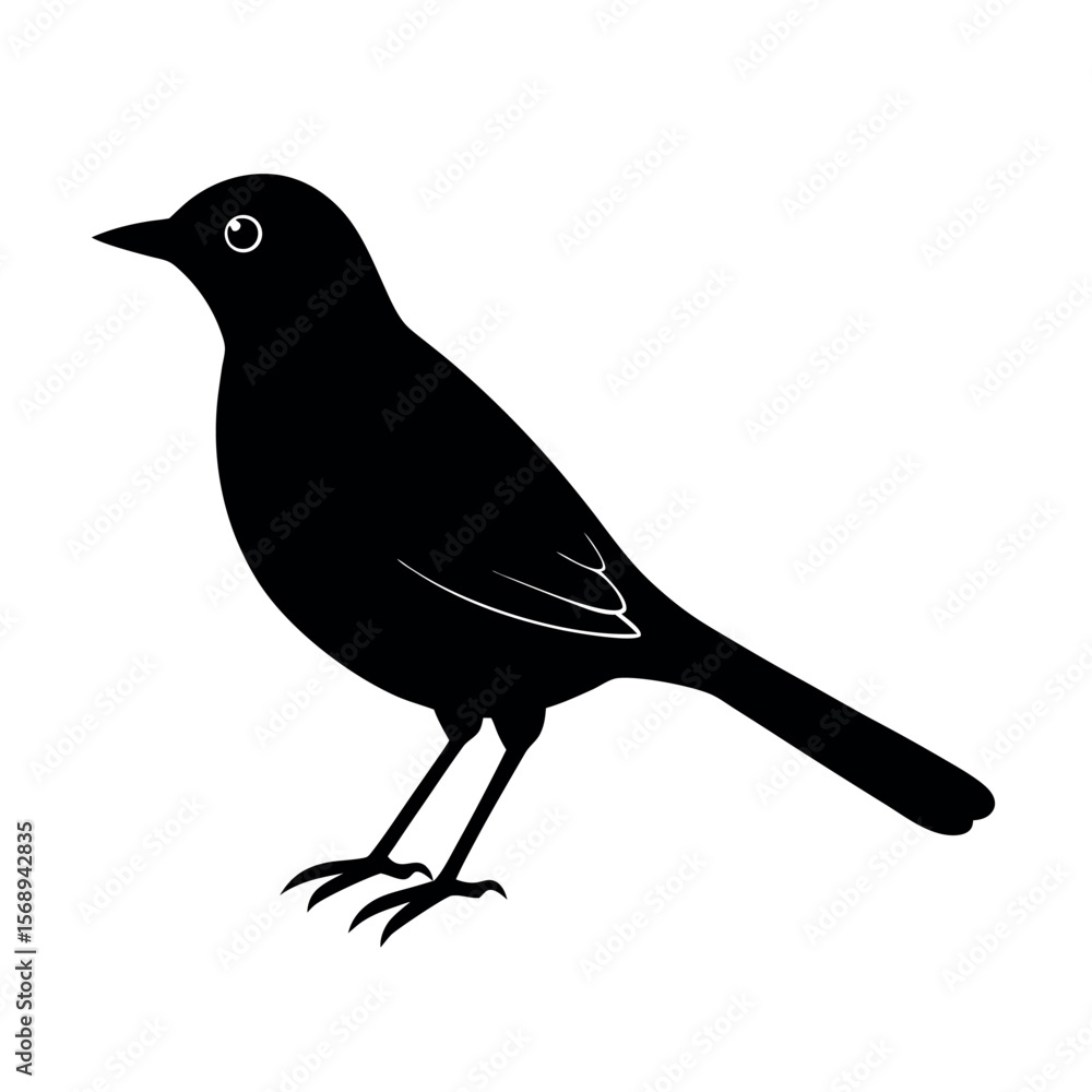 Obraz premium gray catbird