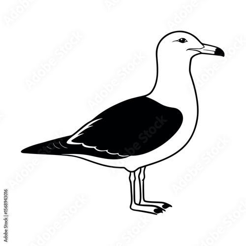 great black backed gull