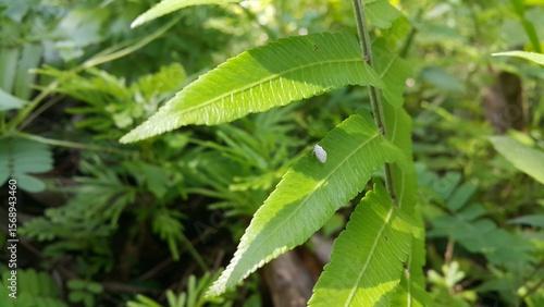 Wallpaper Mural Metcalfa pruinosa, the citrus flatid planthopper, is a species of insect in the Flatidae family of planthoppers. Citrus Ormenoides venusta, flatid bugs, Flatormenis proxima. Shot in tropical rainfores Torontodigital.ca