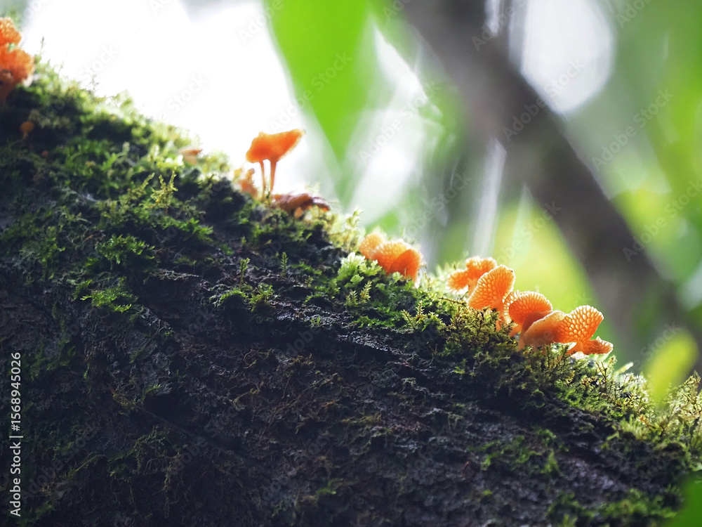 Obraz premium Fungi on a log