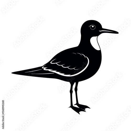 parasitic jaeger