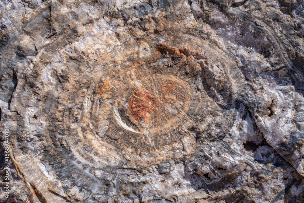 Naklejka premium Araucarioxylon arizonicum. Petrified wood is a special type of fossilized wood, the fossilized remains of terrestrial vegetation. Crystal Forest Trail, Petrified Forest National Park, Arizona