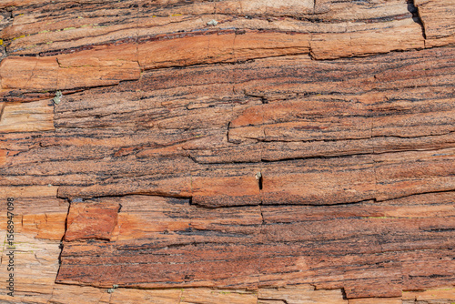 Araucarioxylon arizonicum. Petrified wood  is  a special type of fossilized wood, the fossilized remains of terrestrial vegetation. Crystal Forest Trail, Petrified Forest National Park,  Arizona
