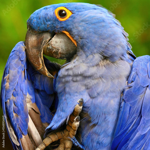 Wallpaper Mural Hyacinth Macaw Looking Over Shoulder Torontodigital.ca