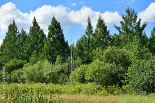 Landscape with mixed forest