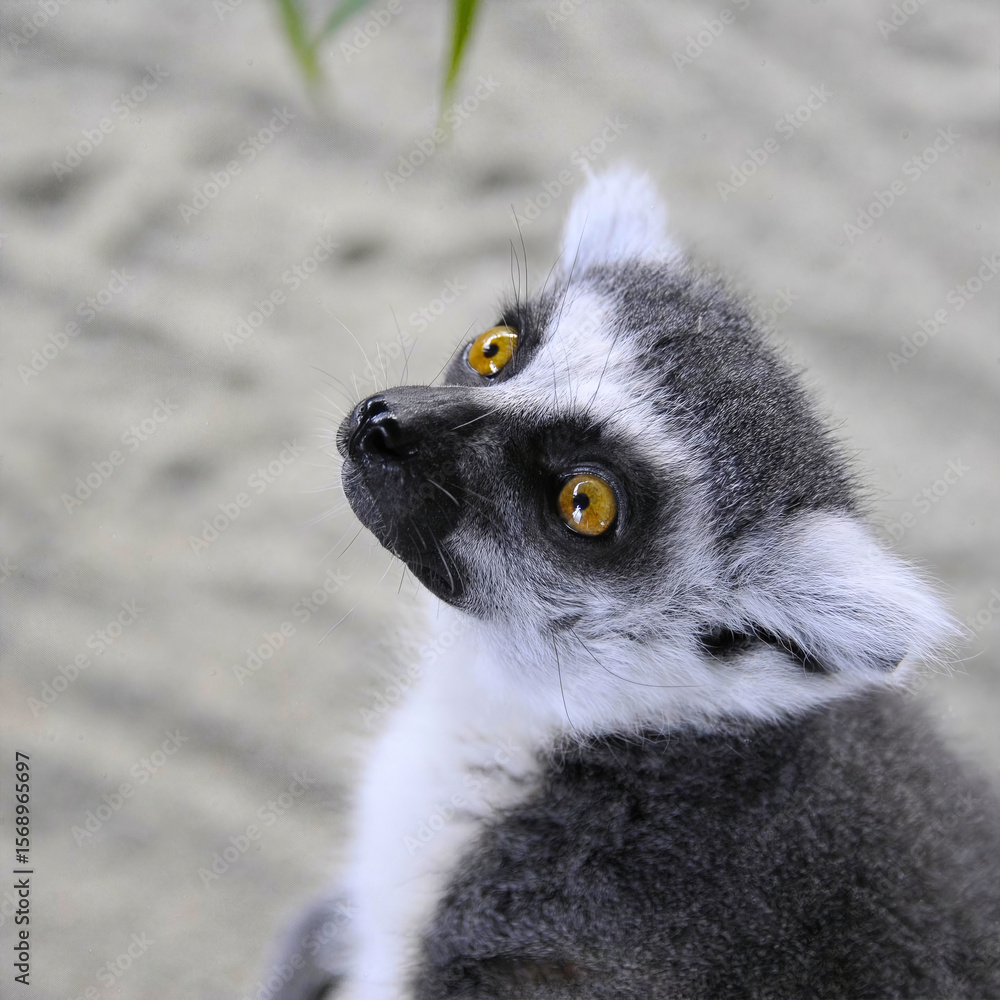 Fototapeta premium Ring-Tailed Lemur Looking Up