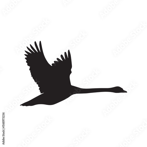 Swan gliding