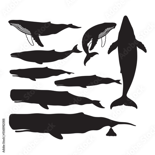 Various black whale silhouettes with detailed linework on one humpback whale sperm whale