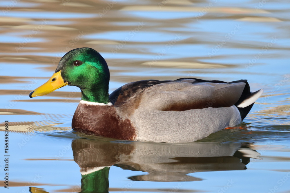 Fototapeta premium Canard Colvert