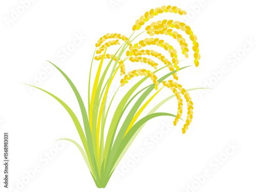 稲穂　実りの秋　米