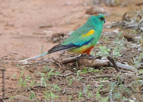 Fotografie Mulga Parrot