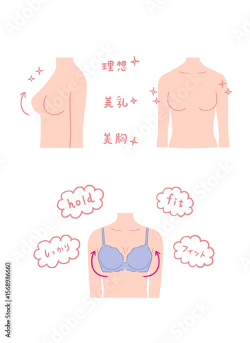 きれいな胸の形の女性のイラストセット