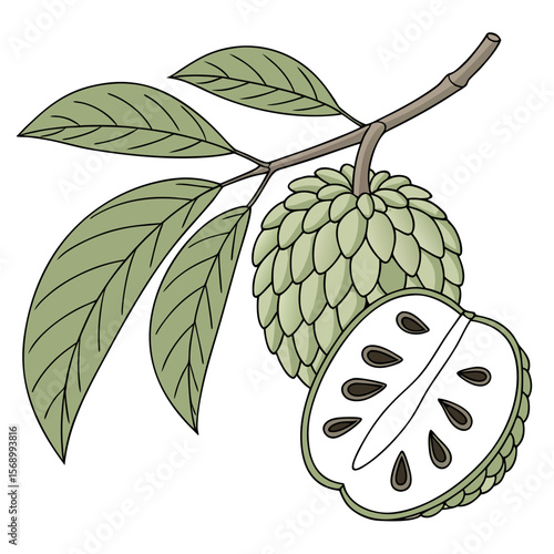 Custard apple  AI Vector Design for Fresh Food & Nature Themes