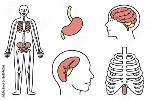 anatomy of human organs